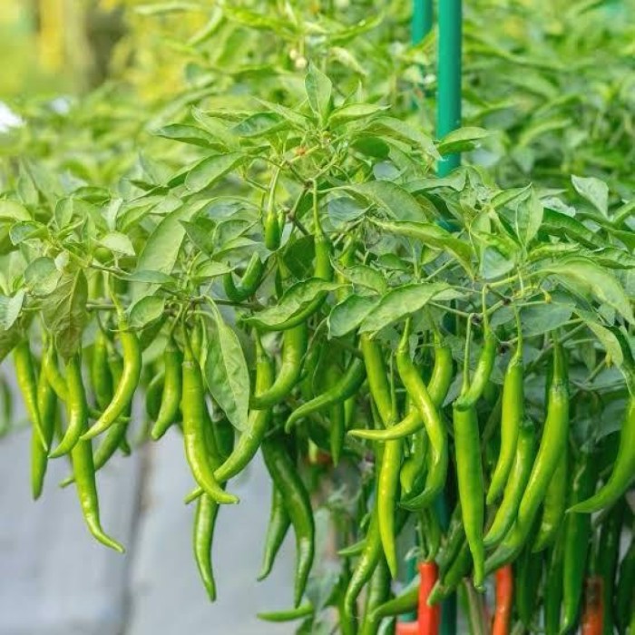 Green Chilli Pencil